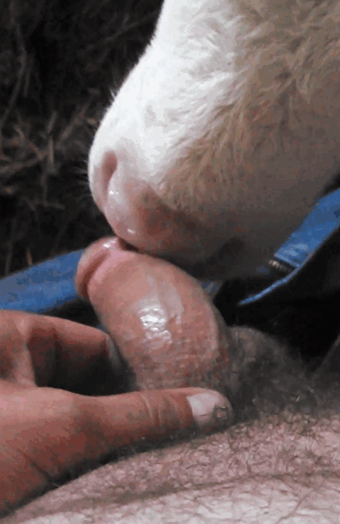 小牛舔男性的阴茎并让他达到巅峰 海报